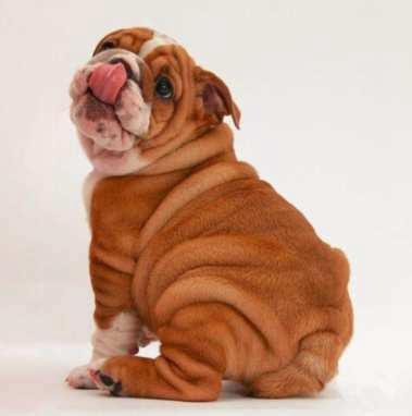 Diamond painting Bulldog DL4040/113