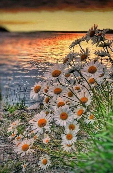 Diamond painting Margrietjes 4050/124